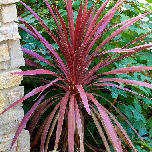 Cordyline Torbay Red (9cm, V1)