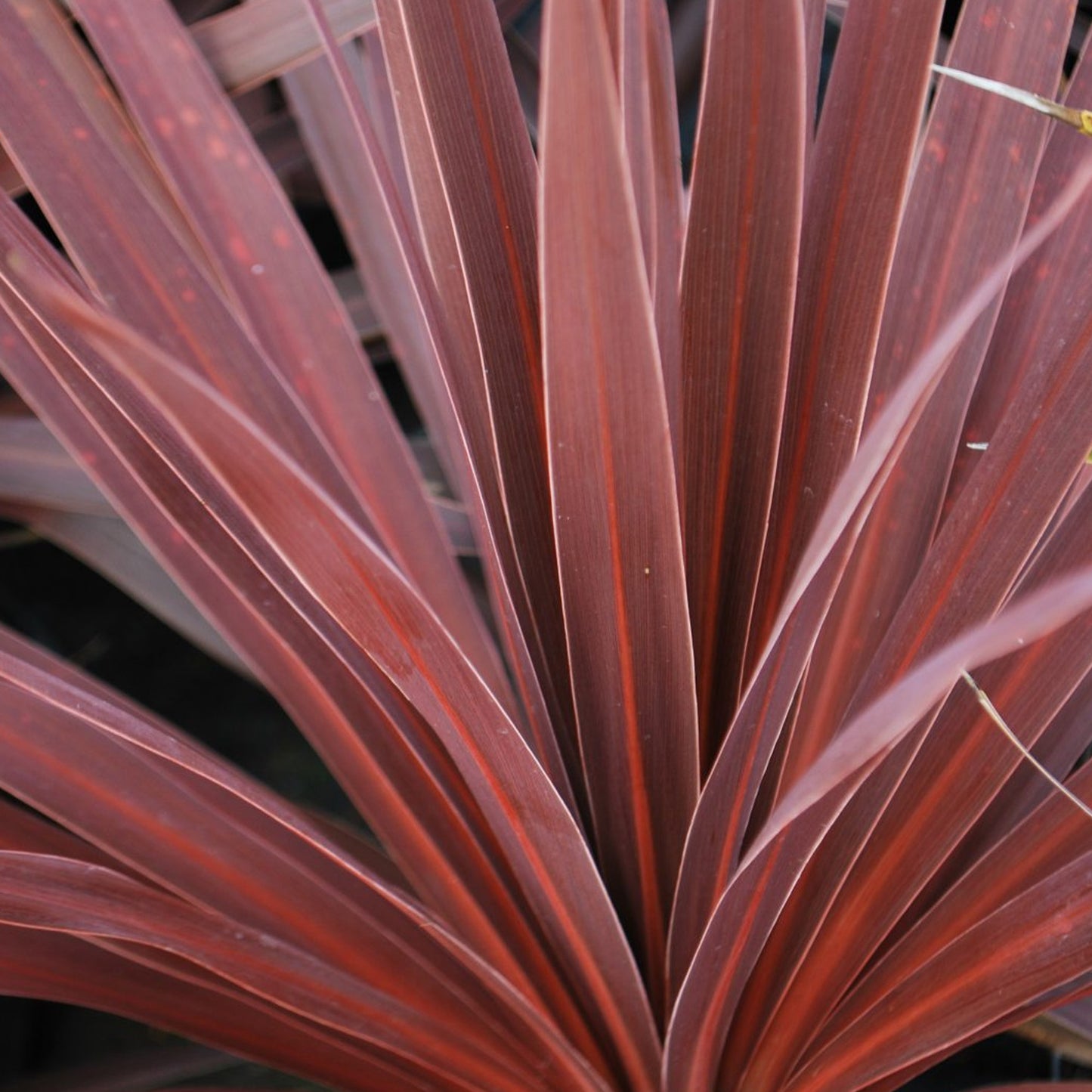 Cordyline Torbay Red (9cm, V1)