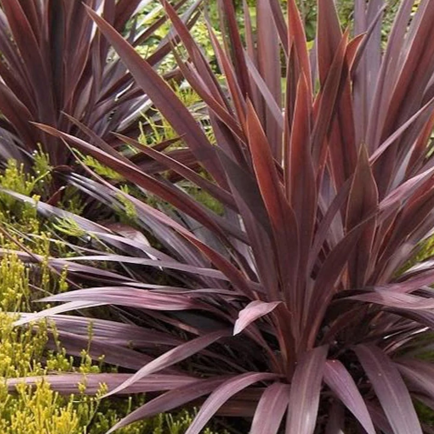 Cordyline Torbay Red (9cm, V1)
