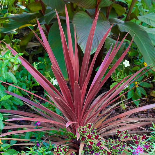 Cordyline Torbay Red (9cm, V2)