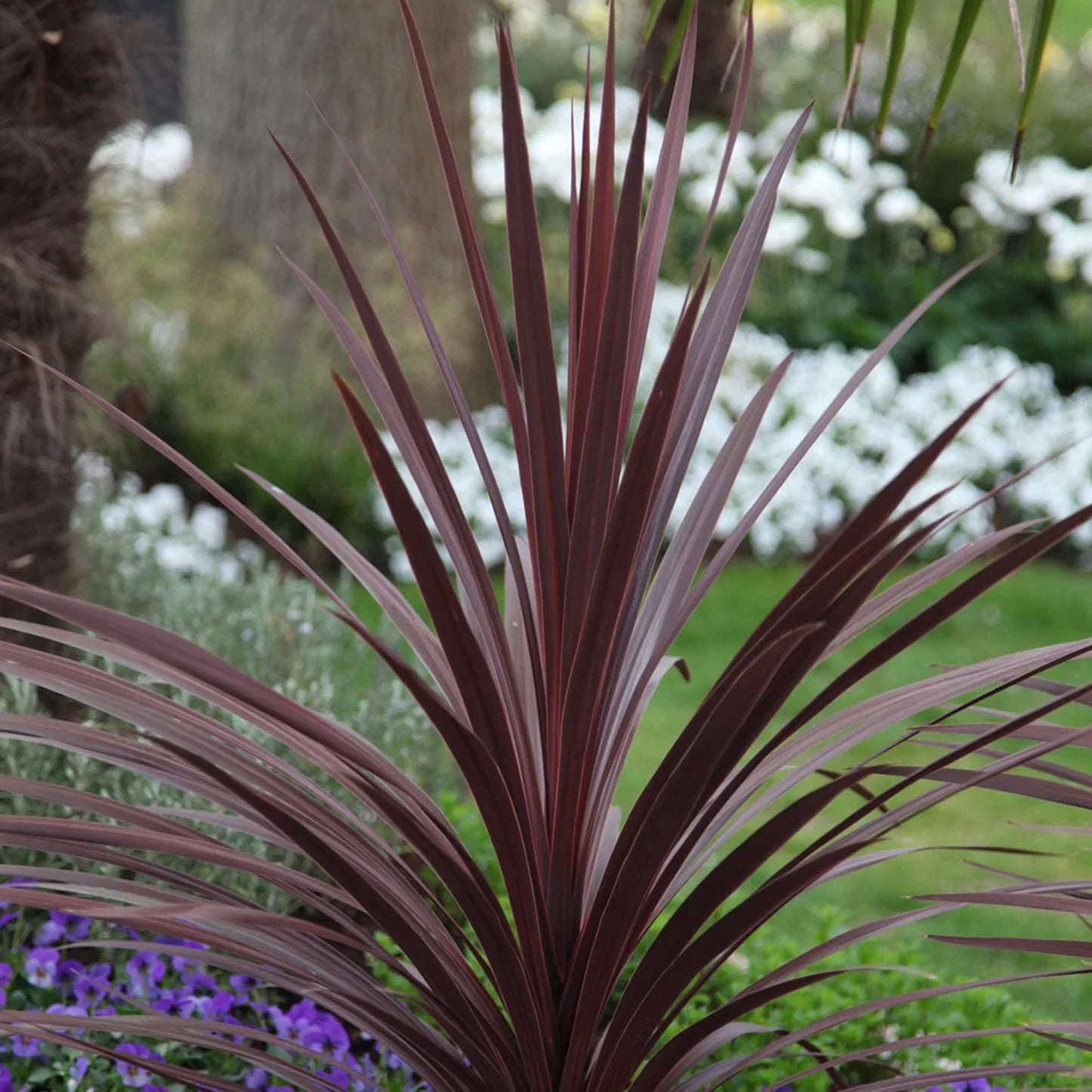 Cordyline Torbay Red (9cm, V2)