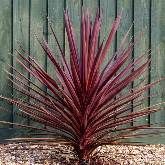 Cordyline Torbay Red (9cm, V3)