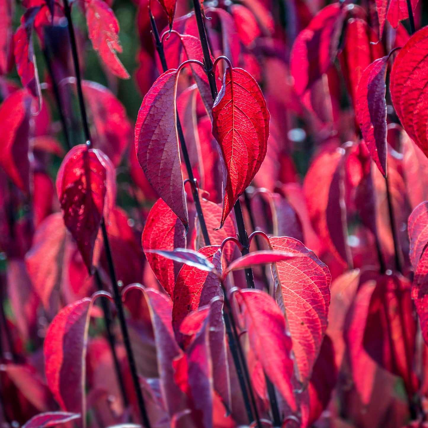 Cornus Kesselringii