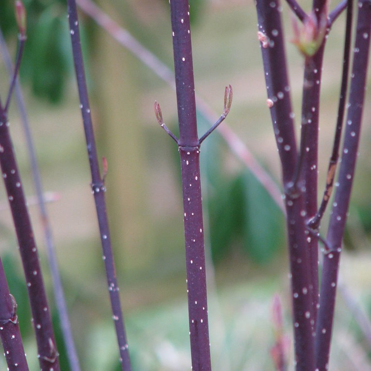 Cornus Kesselringii