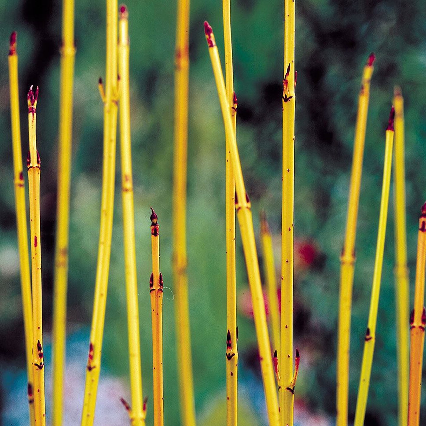 Cornus Flaviramea