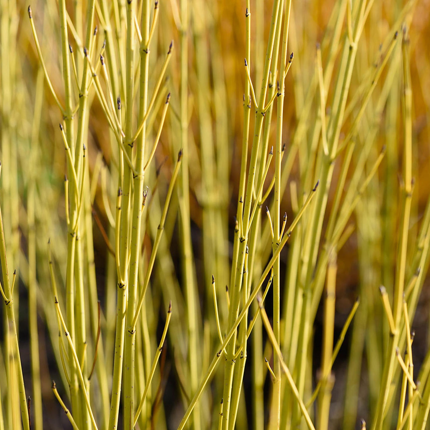 Cornus Flaviramea