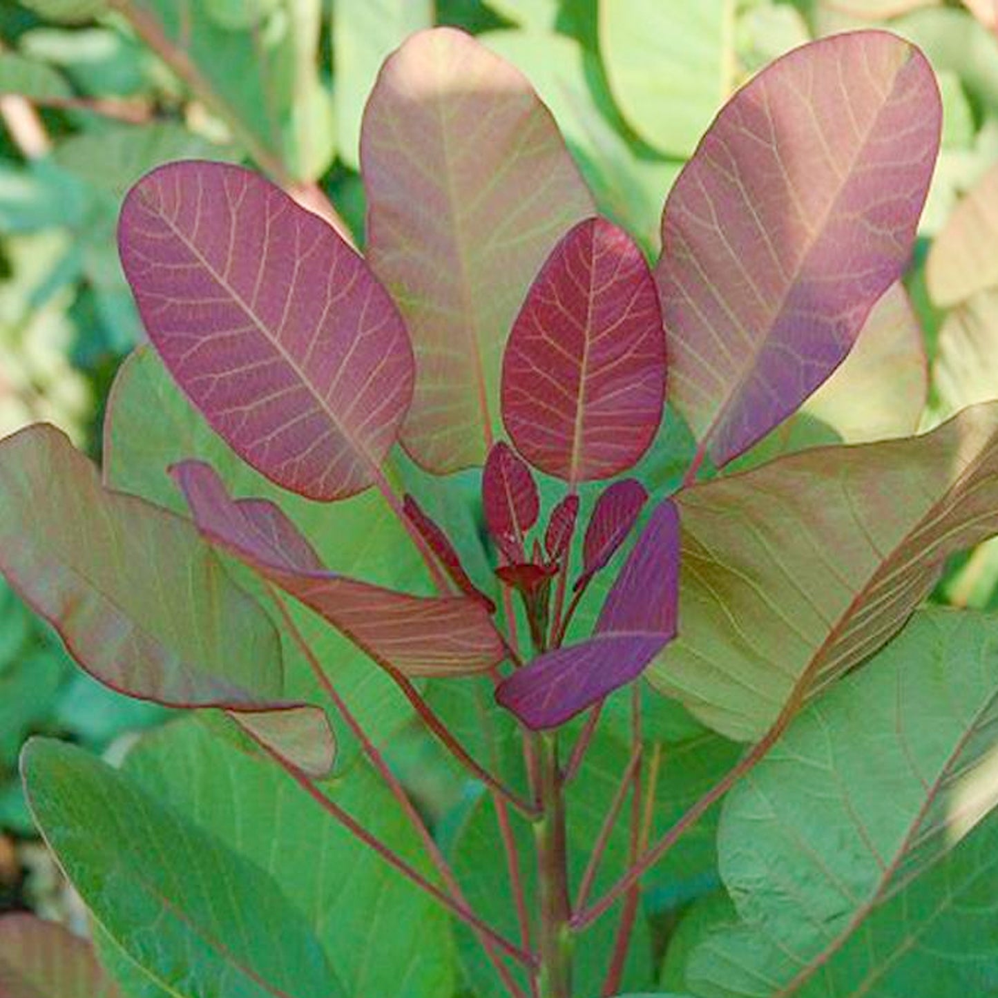 Cotinus Old Fashioned (9cm)