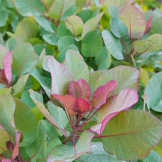 Cotinus Old Fashioned (9cm)