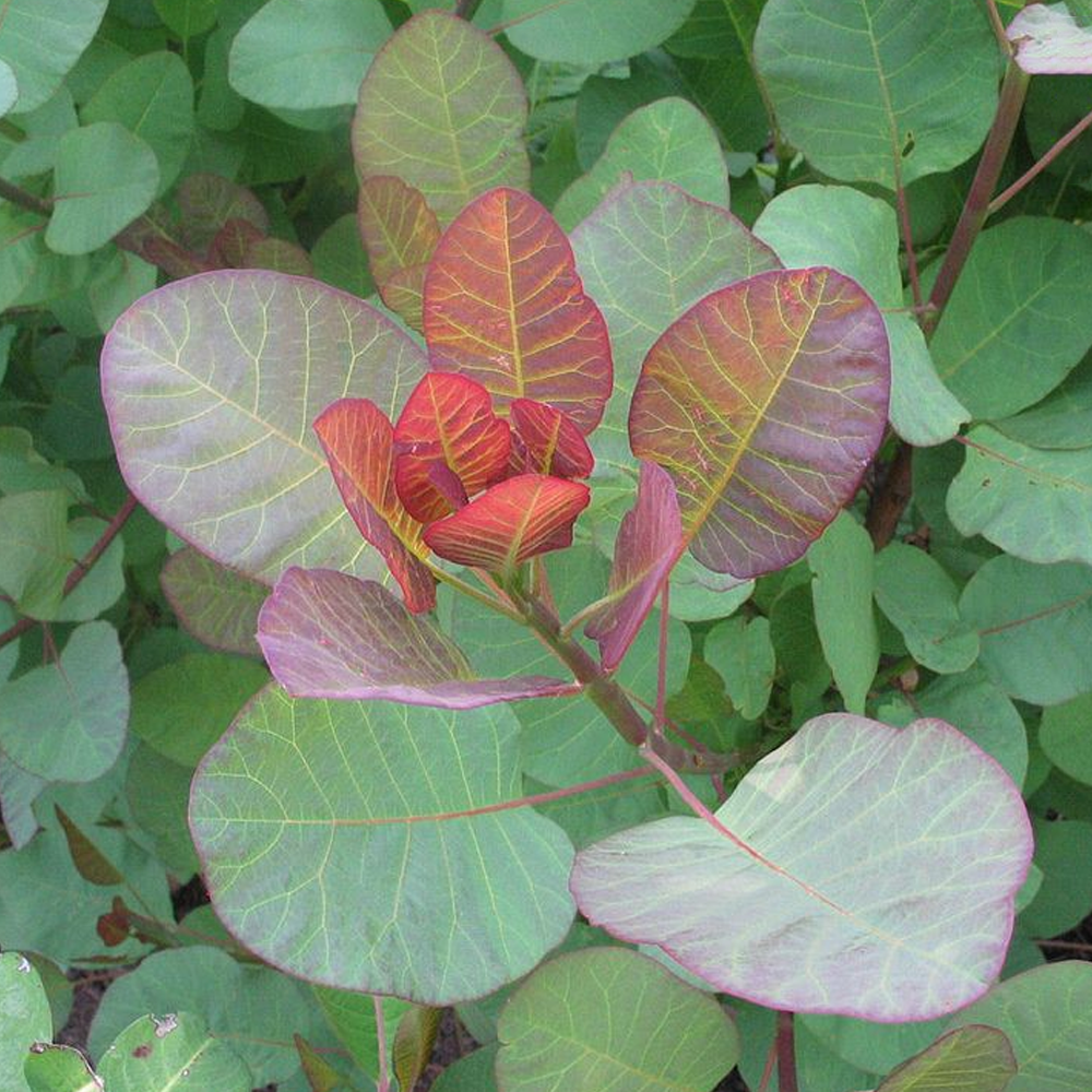 Cotinus Old Fashioned (9cm)