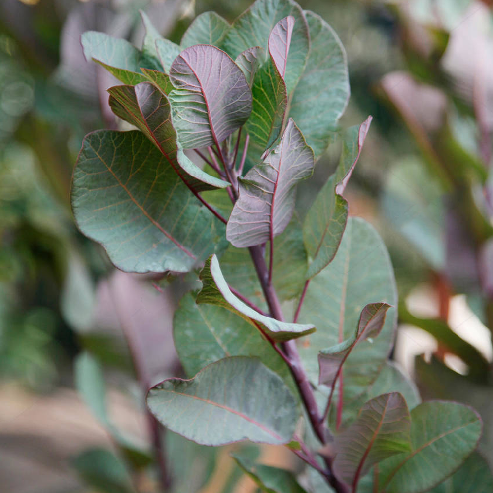 Cotinus Old Fashioned (9cm)