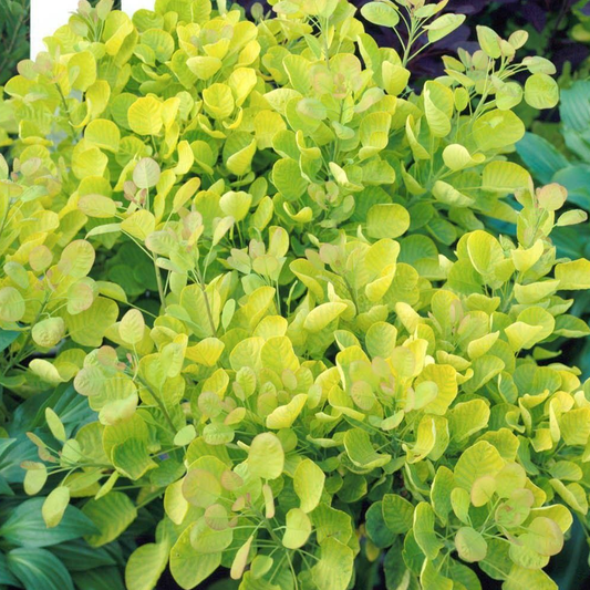 Cotinus Golden Spirit (9cm)