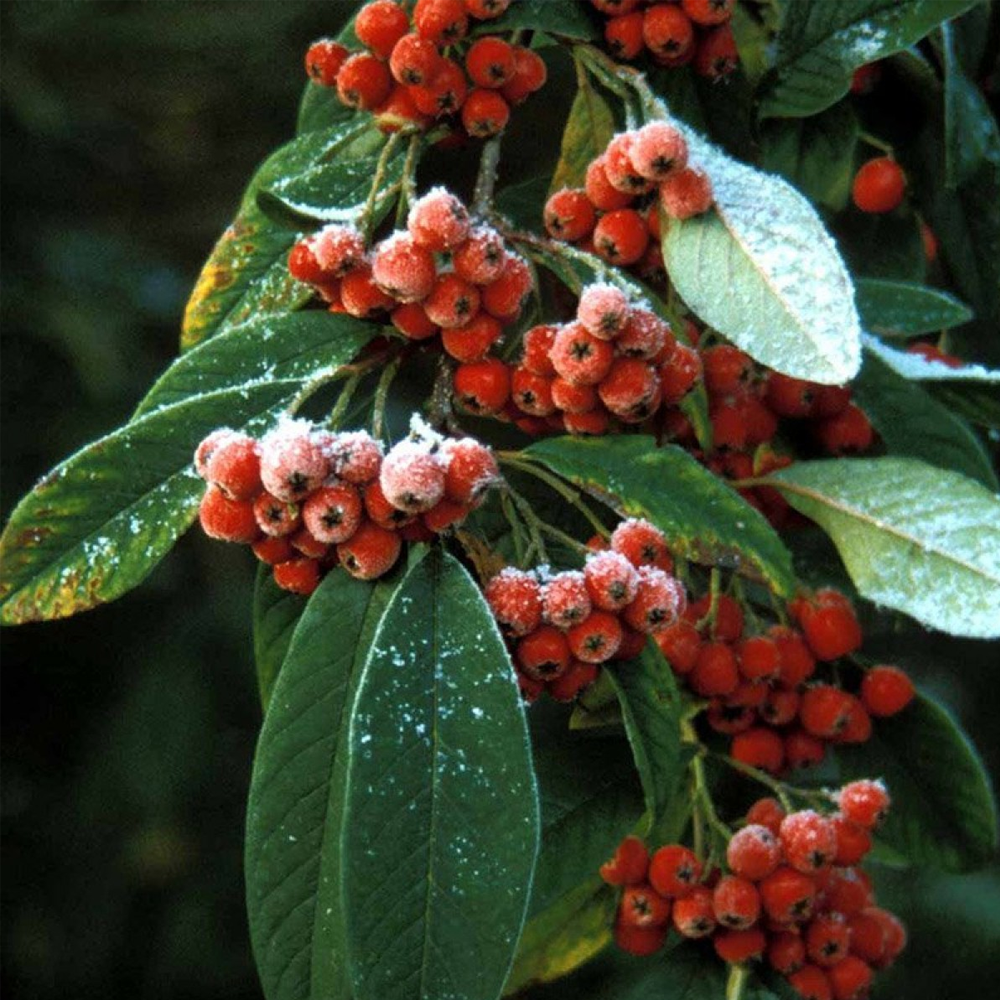Cotoneaster Watereri Tree (12L, 5-6ft)