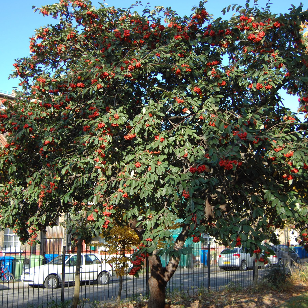 Cotoneaster Watereri Tree (12L, 5-6ft)