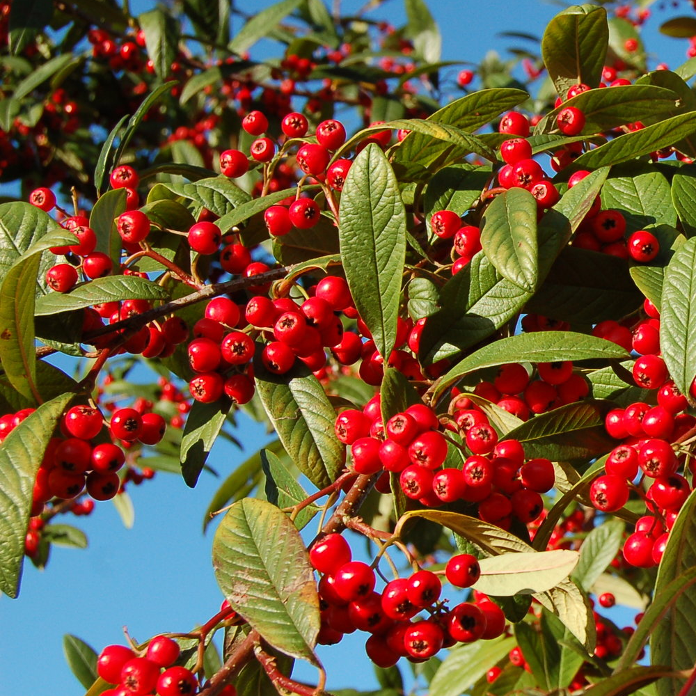 Cotoneaster Watereri Tree (12L, 5-6ft)