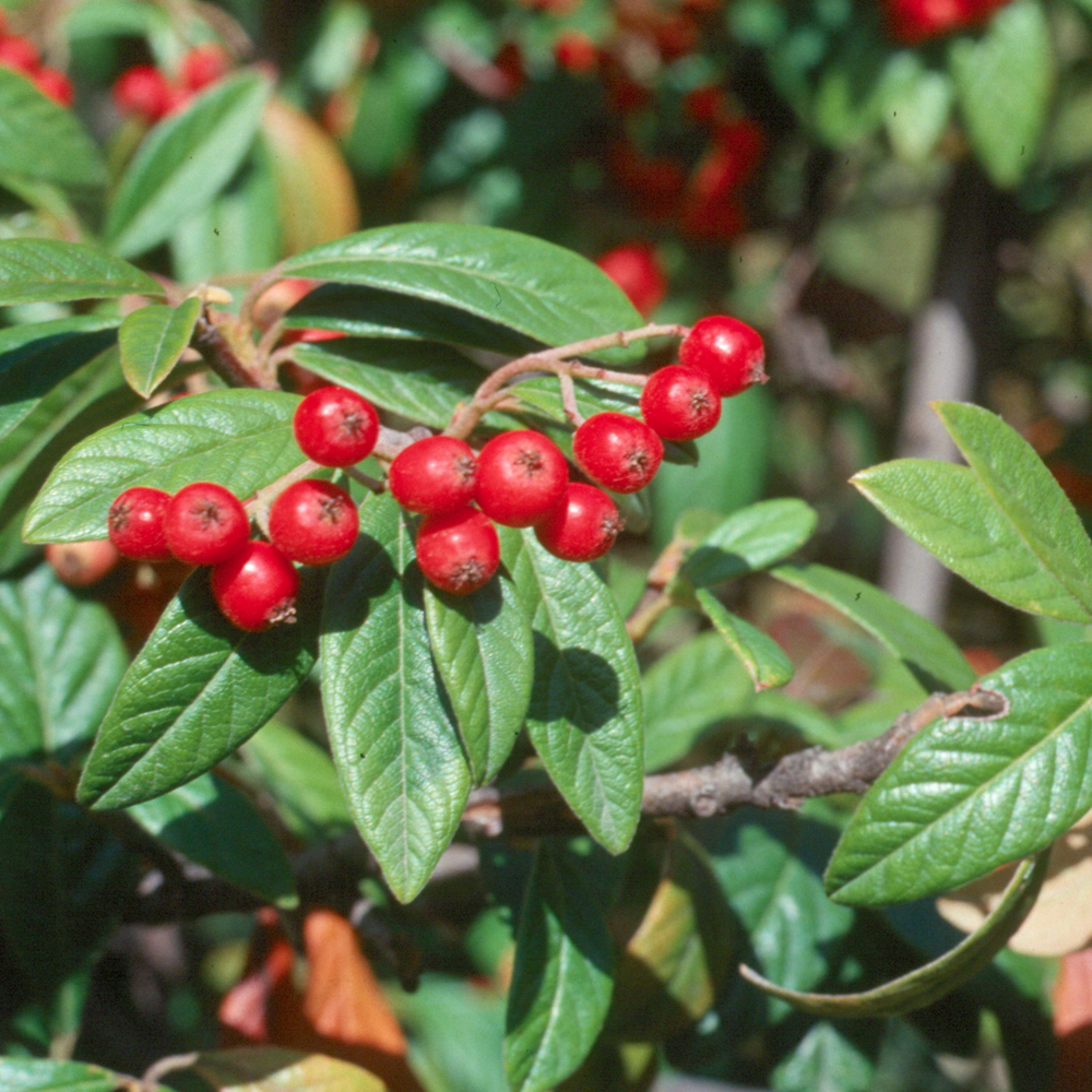 Cotoneaster Watereri Tree (12L, 5-6ft)