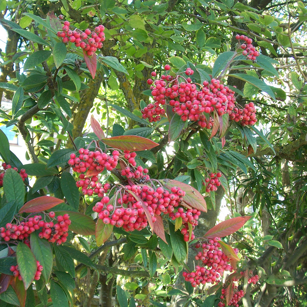 Cotoneaster Watereri Tree (12L, 5-6ft)