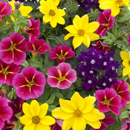 Basket Plants - Trio Cracker (13cm)