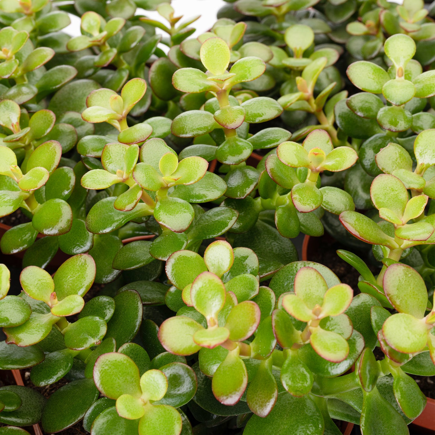 Crassula minor (12cm)