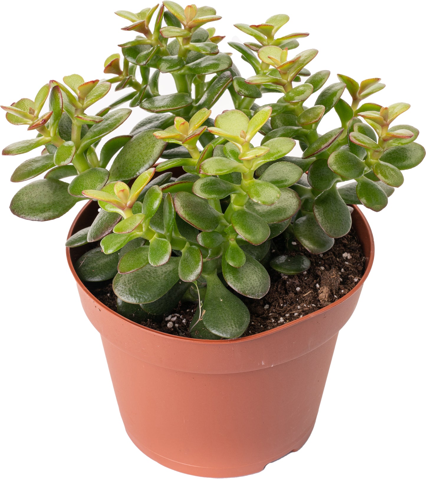 Crassula minor (12cm)