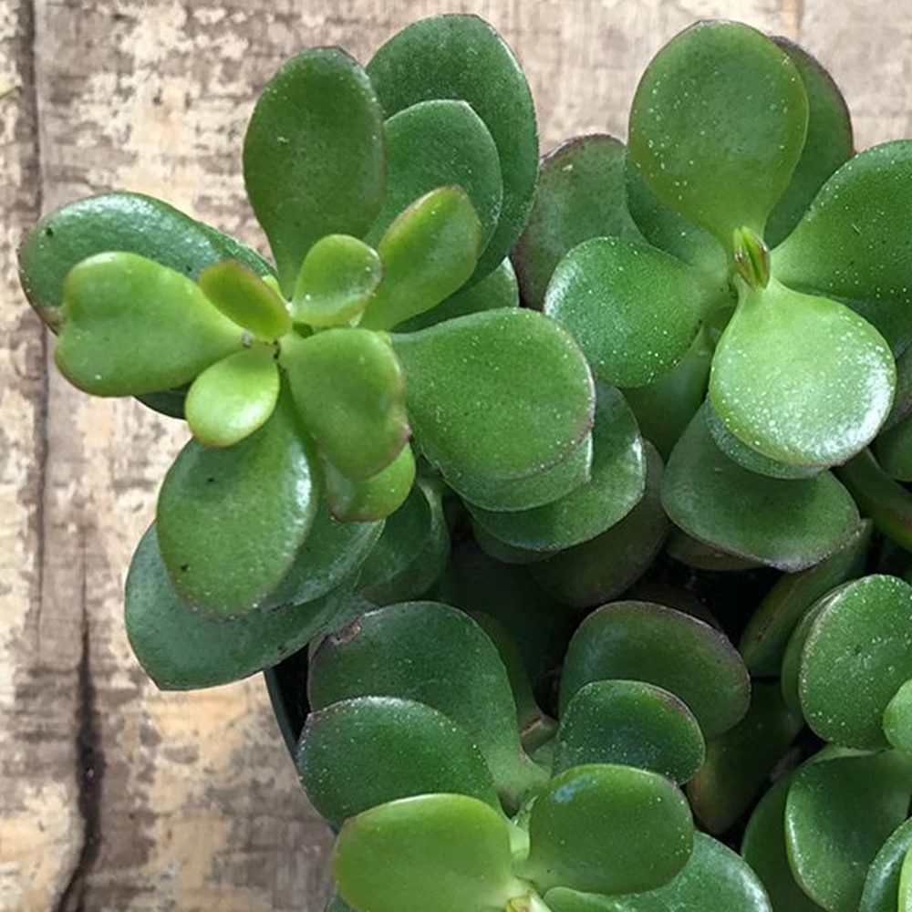 Crassula ovata (12cm)