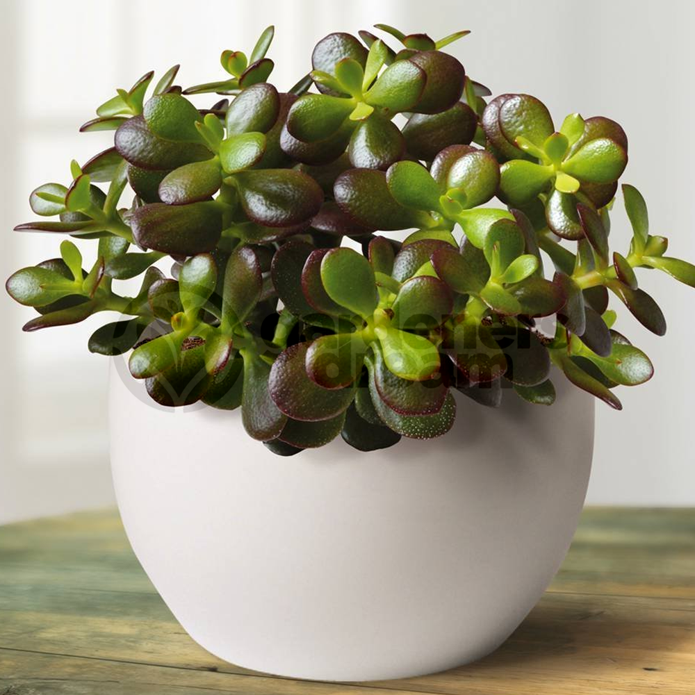 Crassula ovata (12cm)