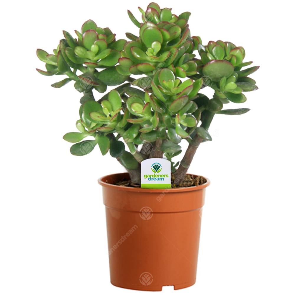 Crassula ovata (12cm)