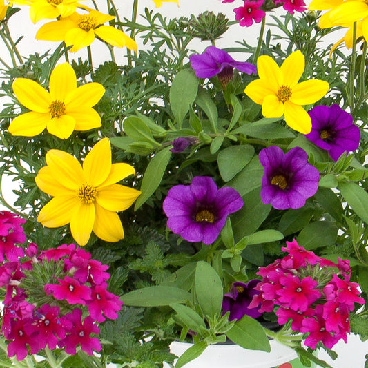 Basket Plants - Trio Crazy Cocktail (13cm)