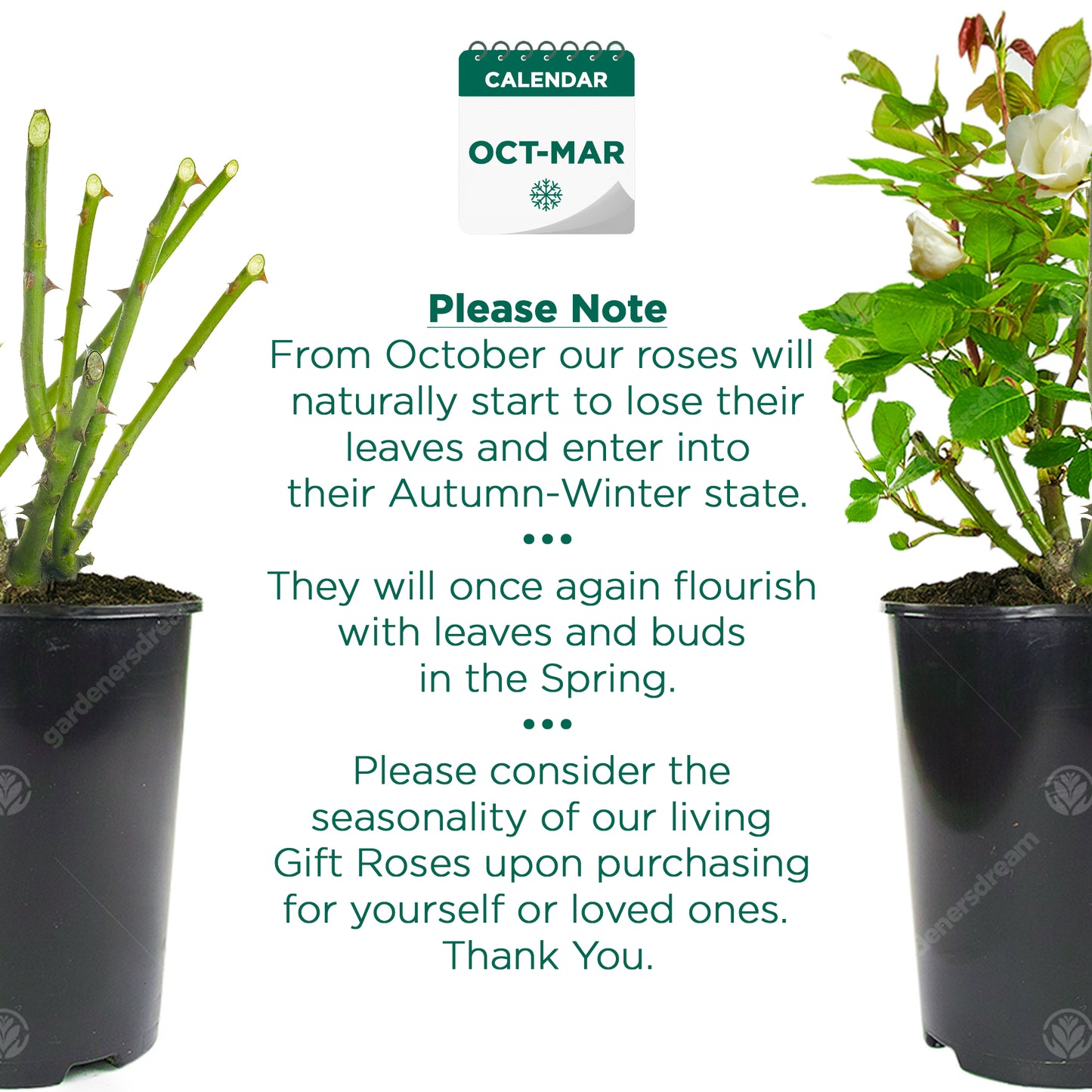 Potted Rose - Apricot