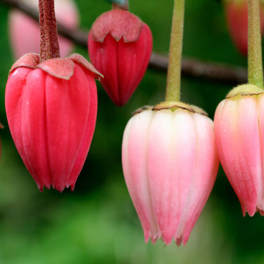 Crinodendron Ada Hoffmann (9cm)