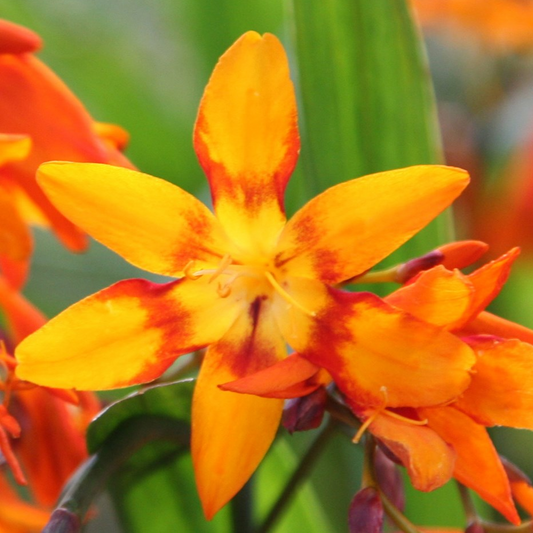 Crocosmia Emily Mckenzie (9cm)