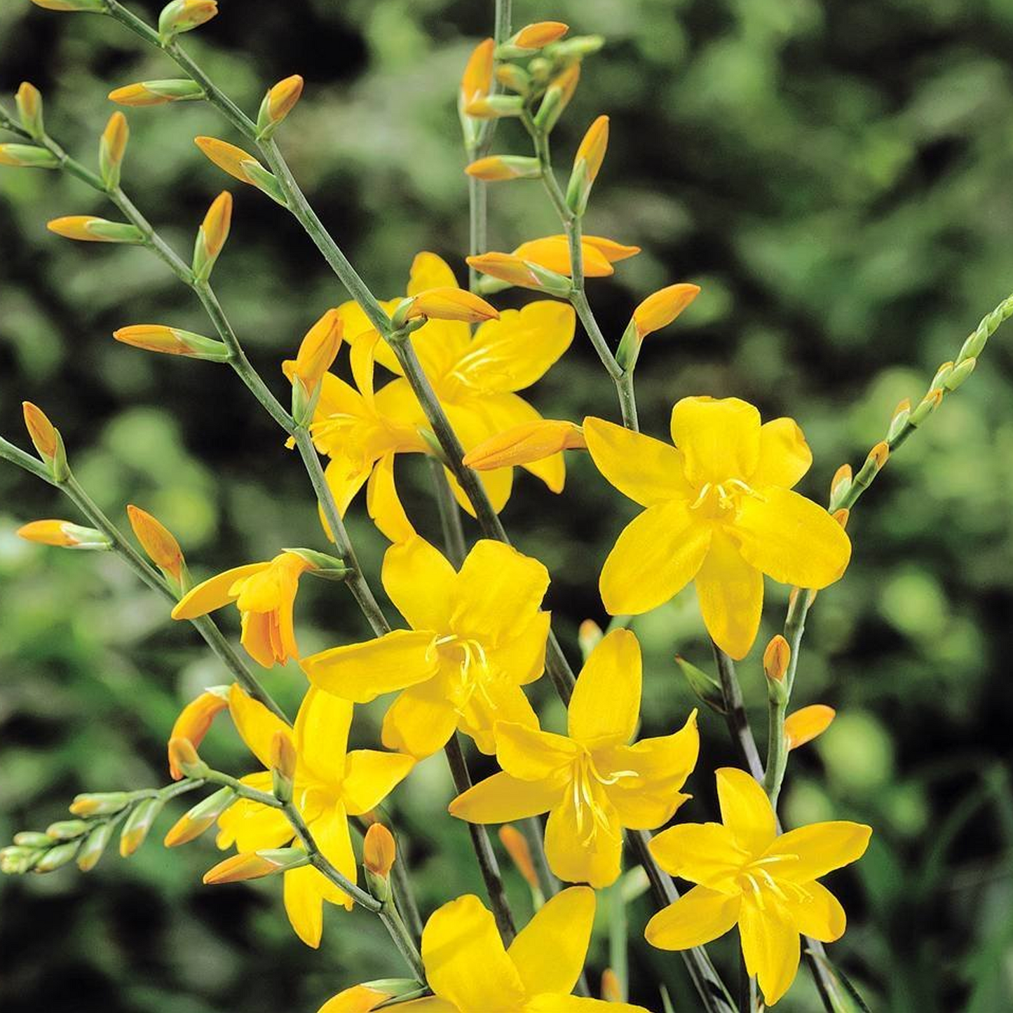 Crocosmia George Davidson (9cm)