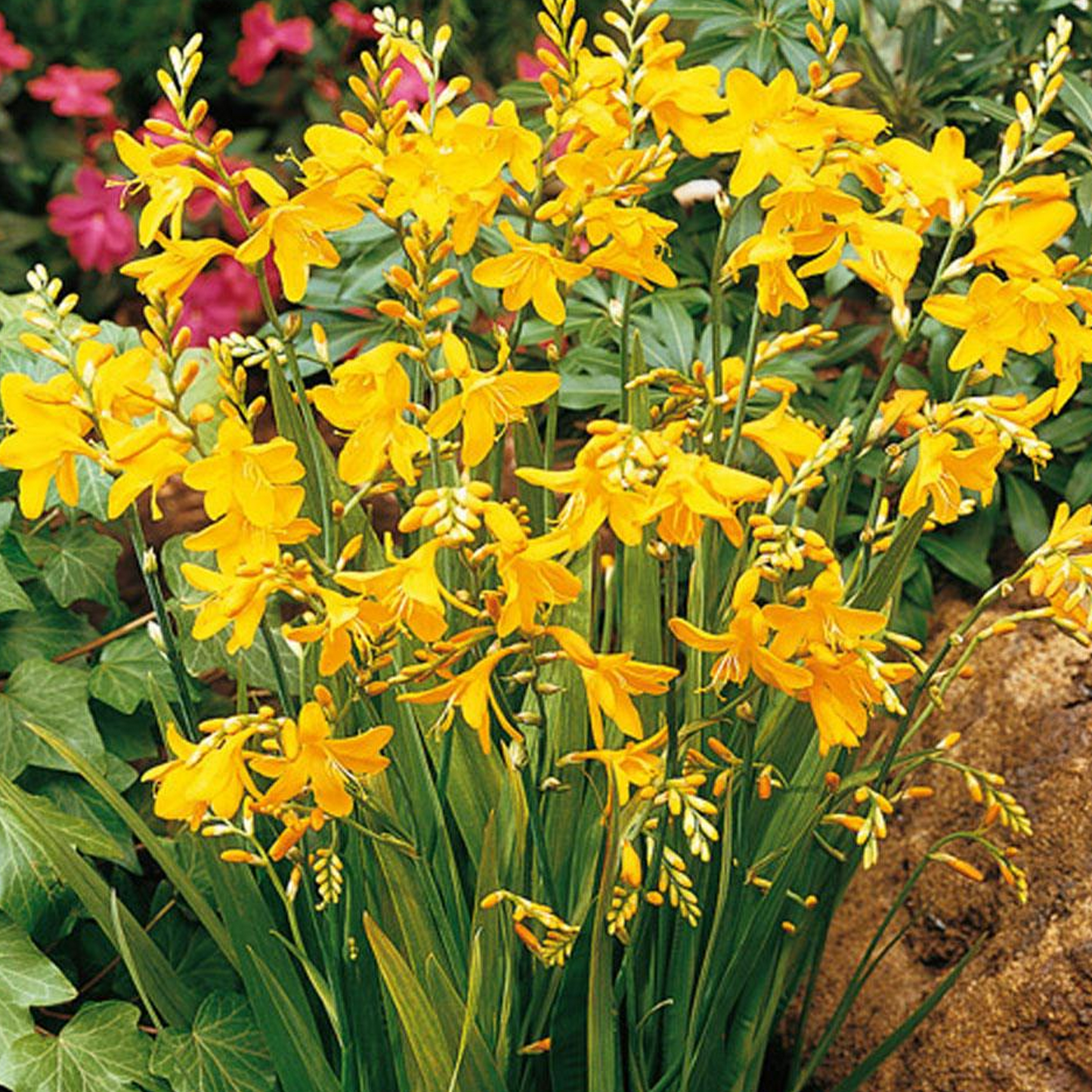 Crocosmia George Davidson (9cm)