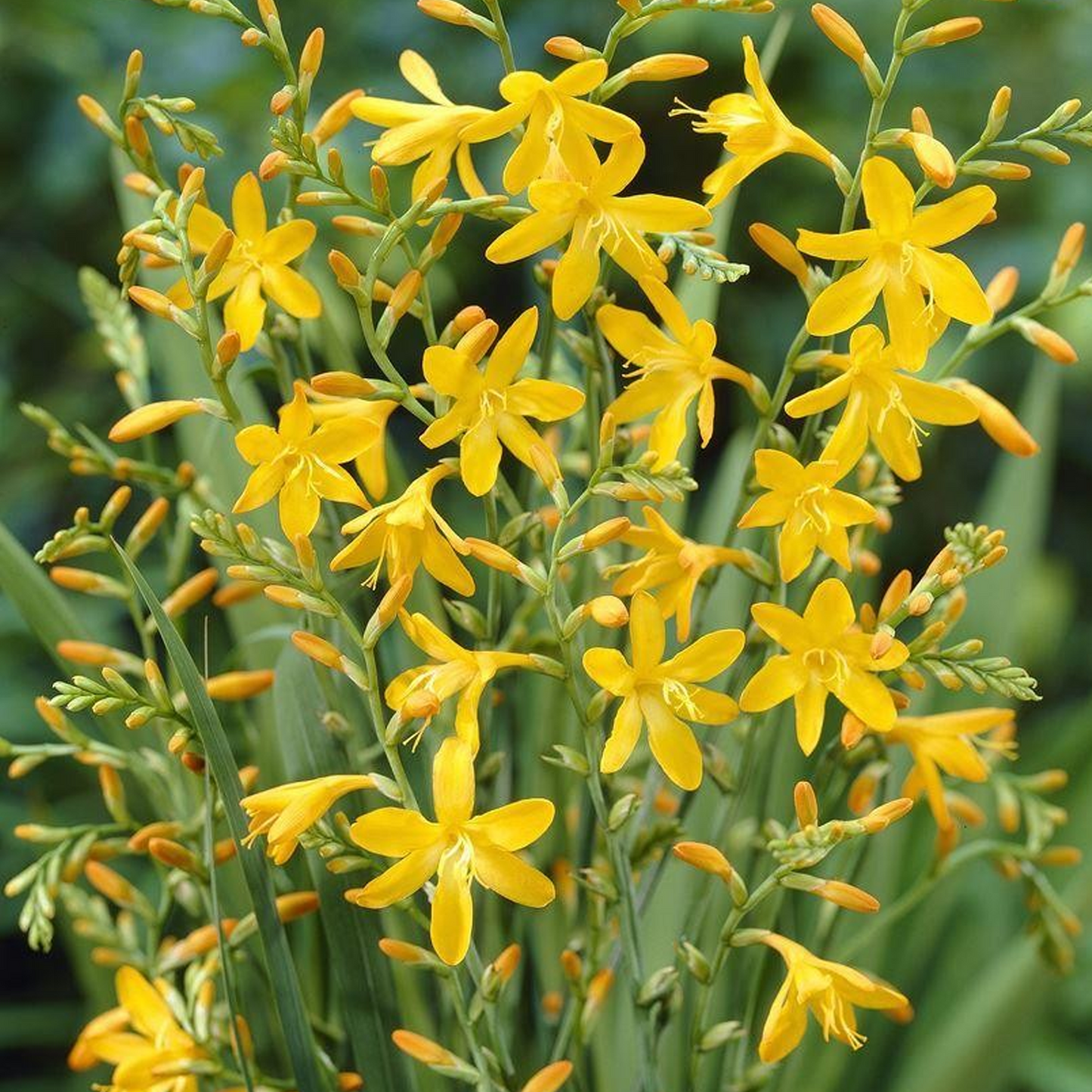 Crocosmia George Davidson (9cm)