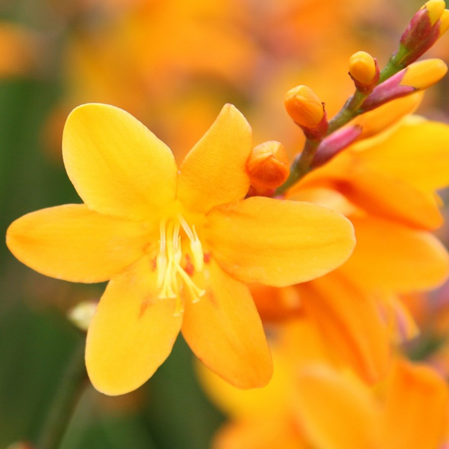 Crocosmia George Davidson (9cm)