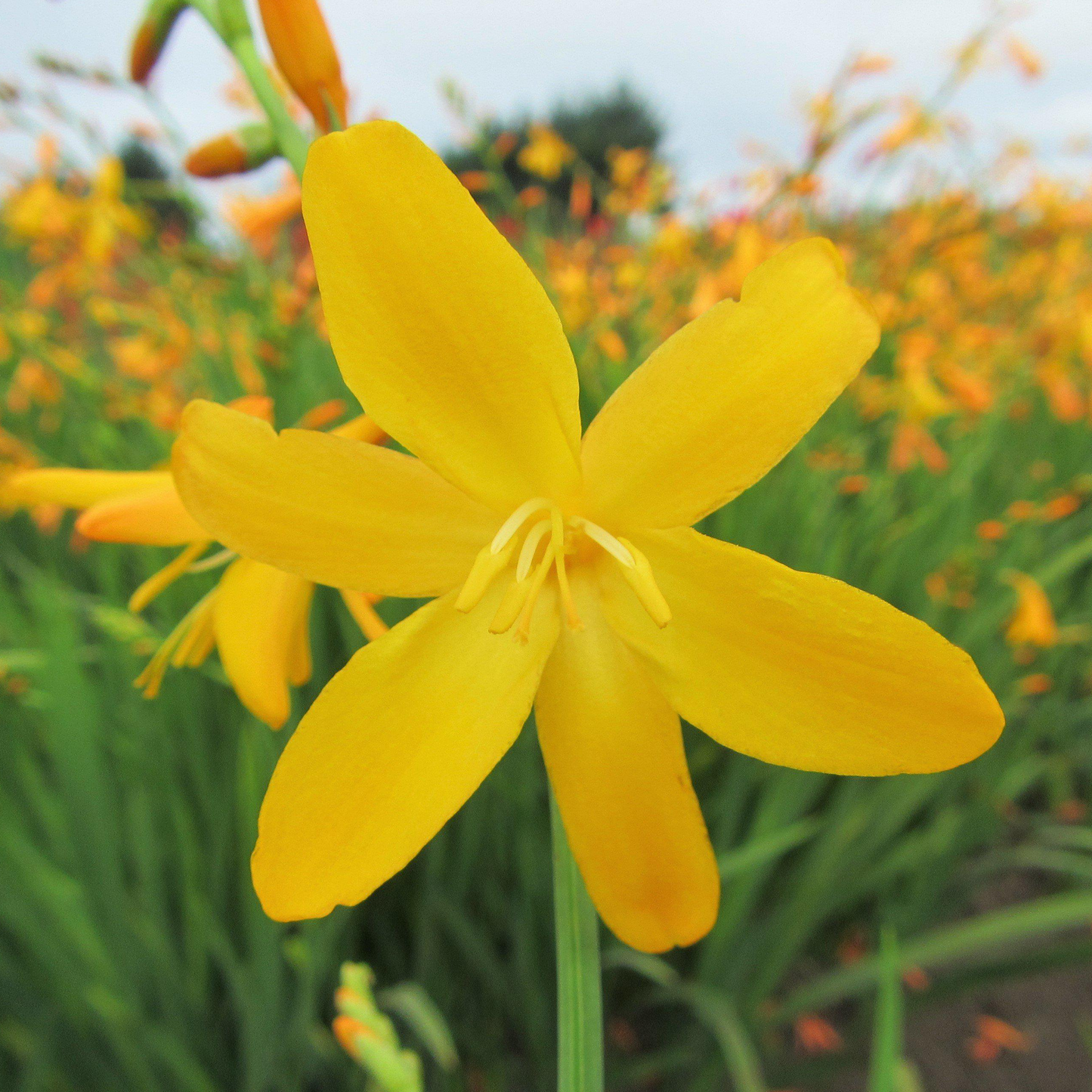 Crocosmia George Davidson (9cm)