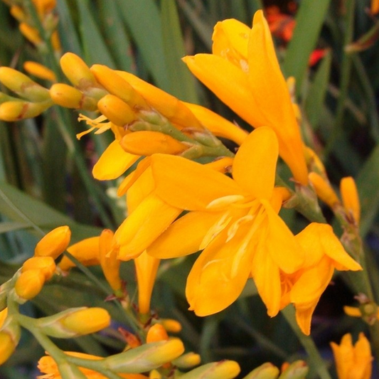 Crocosmia Twilight Fairy Gold (9cm)