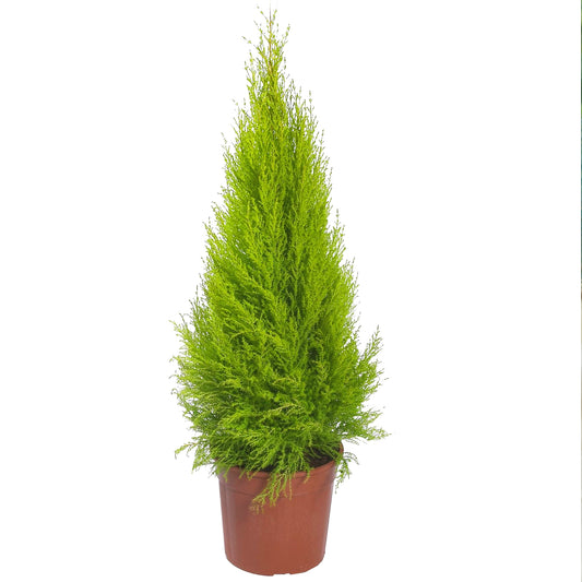 Cupressus Wilma (1L)