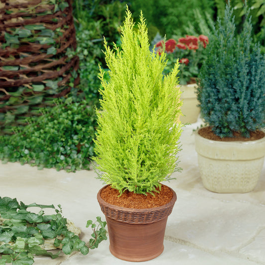 Cupressus Wilma (1L)