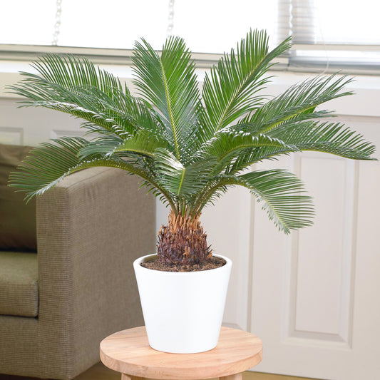 Cycas Revoluta (12cm) V1