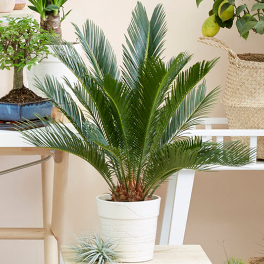 Cycas Revoluta (12cm) V2