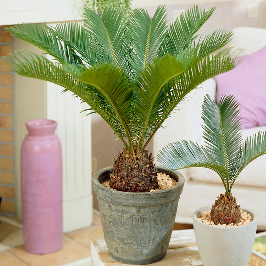 Cycas Revoluta (12cm) V3
