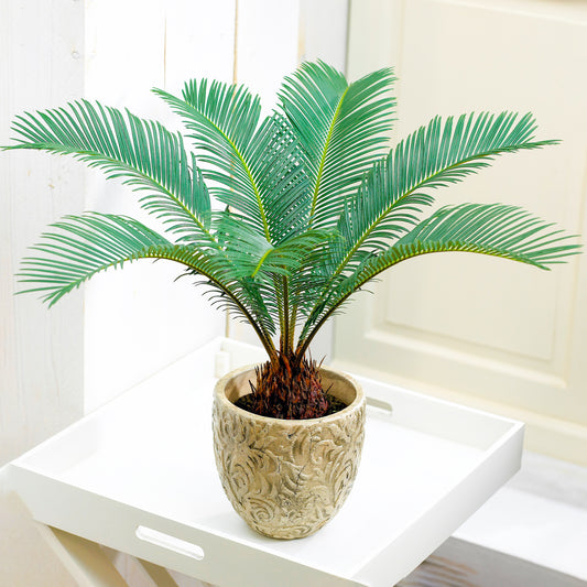 Cycas Revoluta (12cm) V4