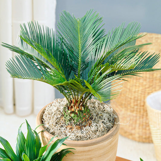 Cycas Revoluta (12cm) V5