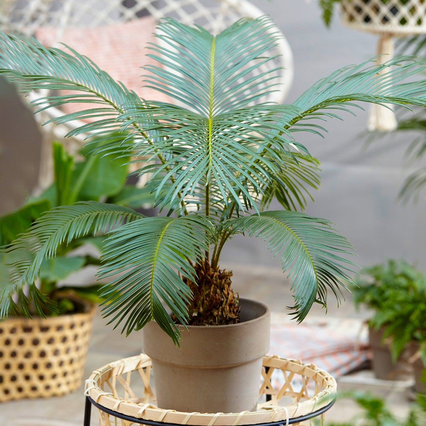 Cycas Revoluta (12cm) V6