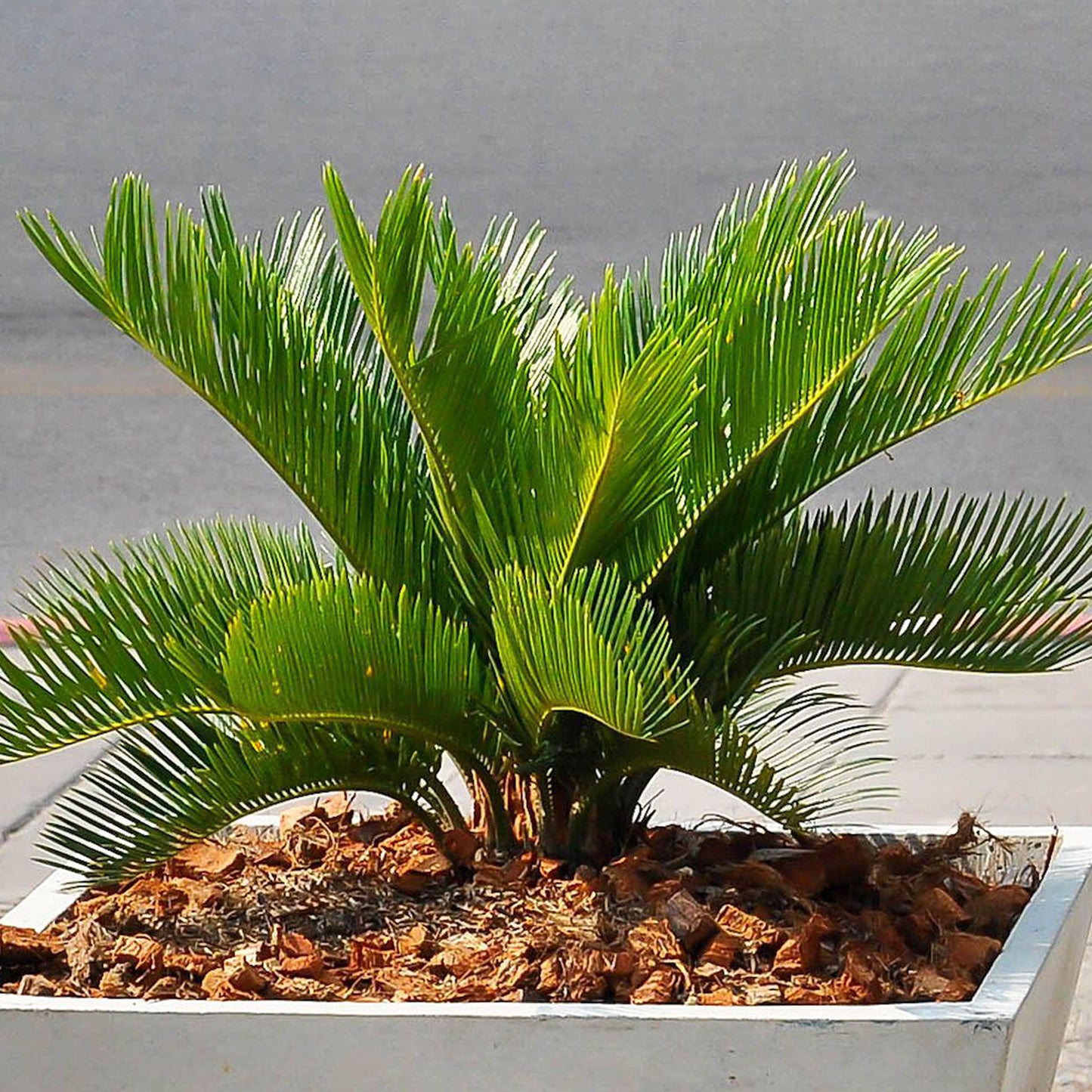 Cycas Revoluta (12cm) V7