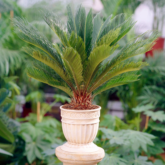 Cycas Revoluta (12cm) V8