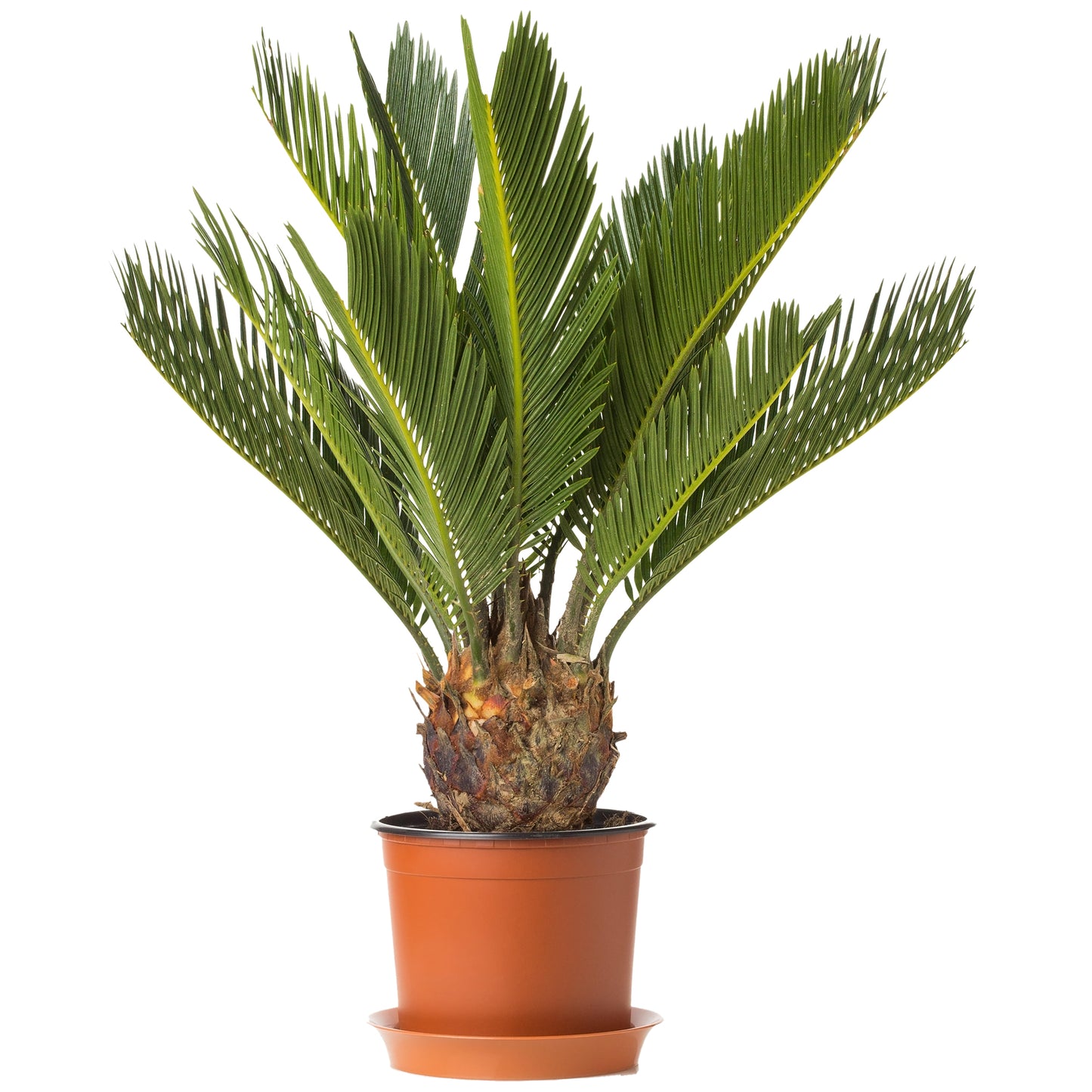 Cycas Revoluta (12cm) V6