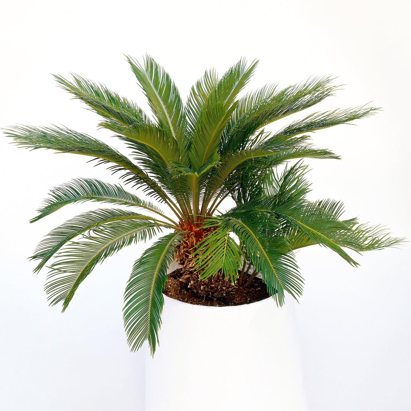 Cycas Revoluta (12cm) V6