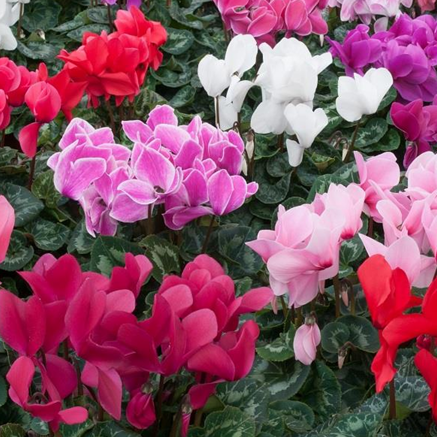 Cyclamen Mix (9cm, Carry Six Pack)