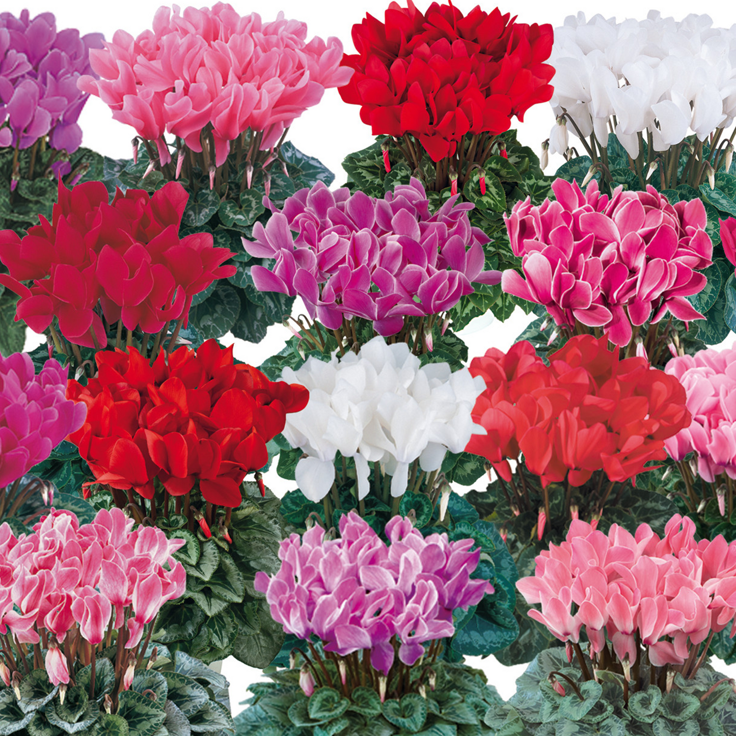 Cyclamen Mix (9cm, Carry Six Pack)